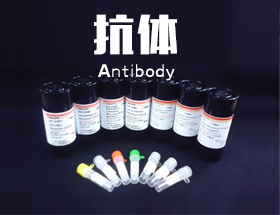 抗体-上海联硕生物科技有限公司