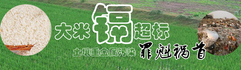 大米镉超标 土壤重金属污染罪魁祸首
